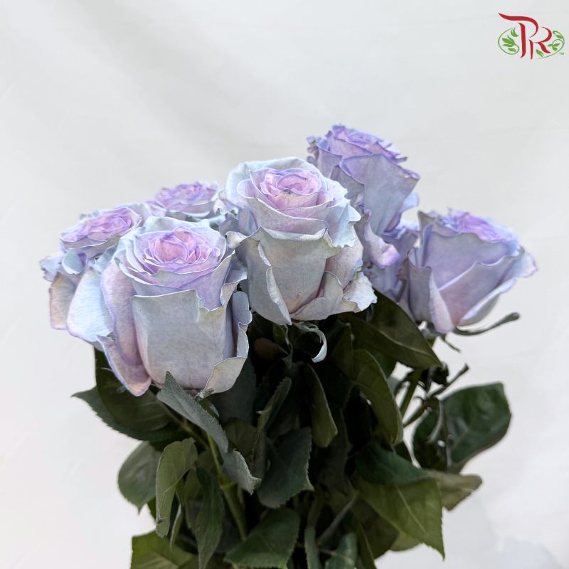 Ceres Rose Dyed Mondial