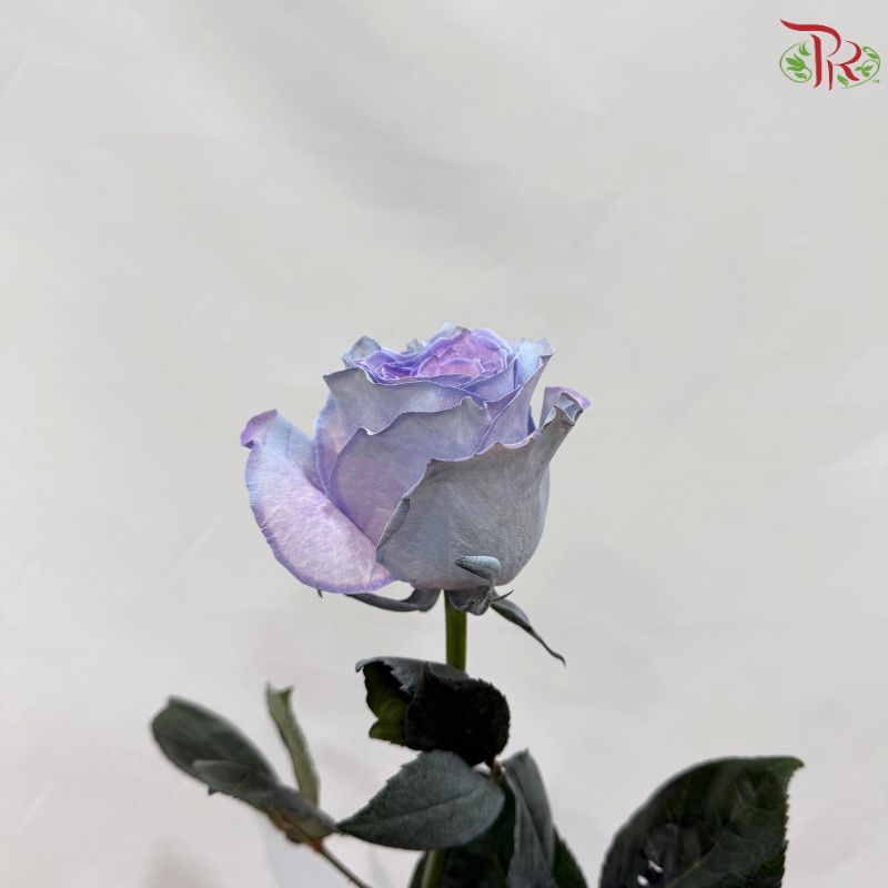 Ceres Rose Dyed Mondial