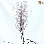 Panicum Dyed