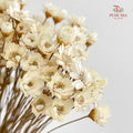 Dry Little Star Flower