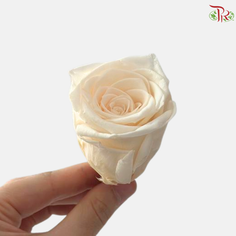 8 Blooms Preserved Rose