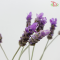 Fresh Lavender - (10 stems) - Pudu Ria Florist