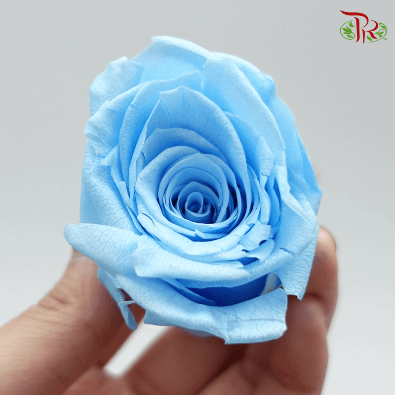 21 Bloom Rose - Blue-Blue-Pudu Ria Florist-prflorist.com.my
