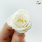 21 Blooms Roses - Cream-Cream-China-prflorist.com.my