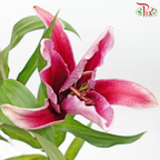 Lily 4+ - Sunset Pink (5 Stems) - Pudu Ria Florist