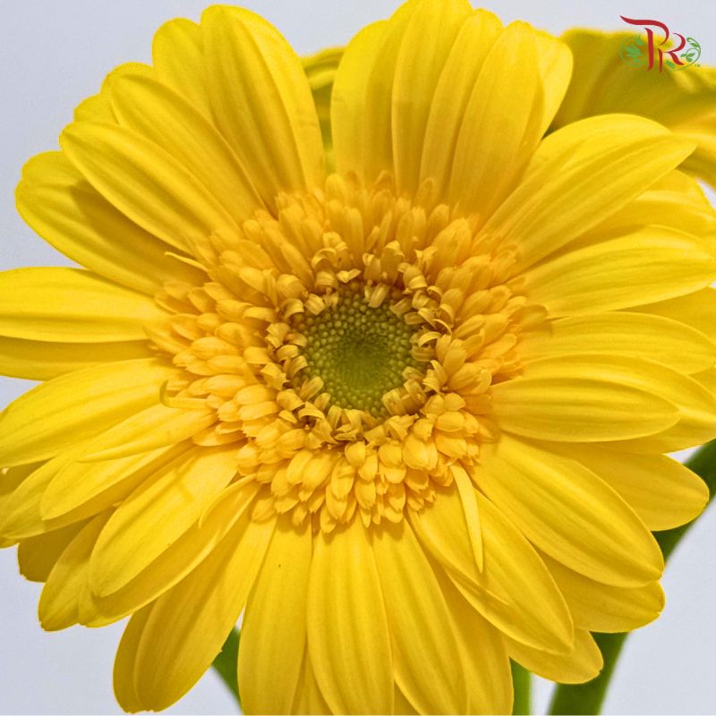 Gerbera Mini