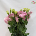Eustoma《洋桔梗》