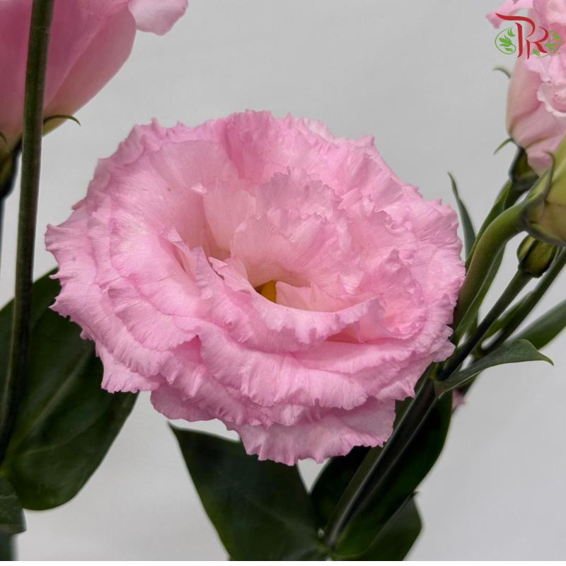 Eustoma《洋桔梗》