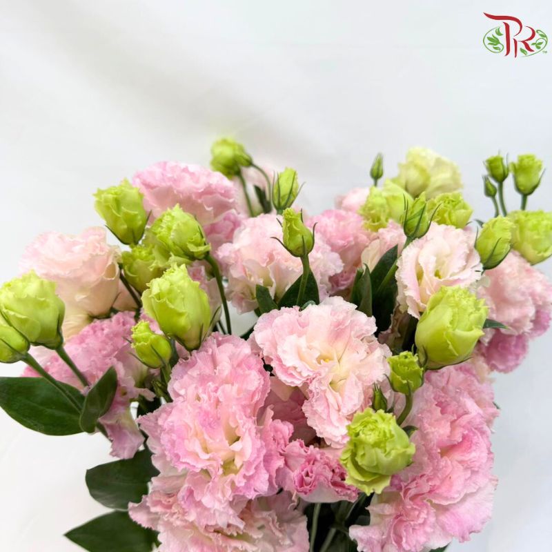 Eustoma《洋桔梗》