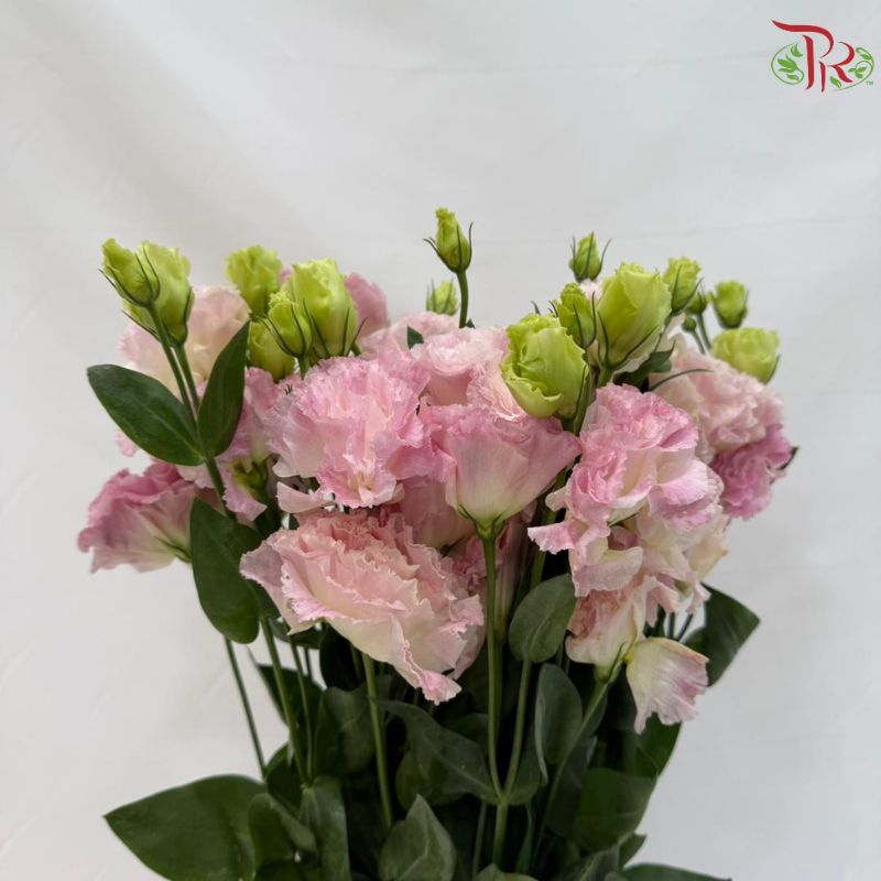 Eustoma《洋桔梗》
