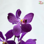 Dendrobium