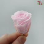21 Blooms Preserved Rose
