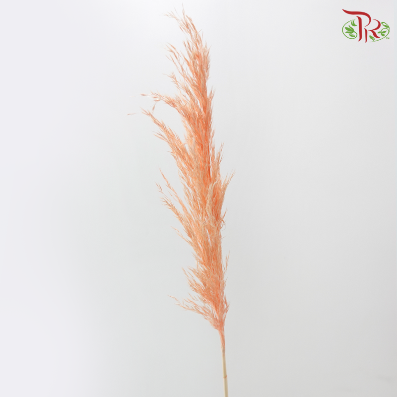 Dry Wild Pampas Grass