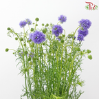 Gilia