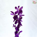 Dendrobium