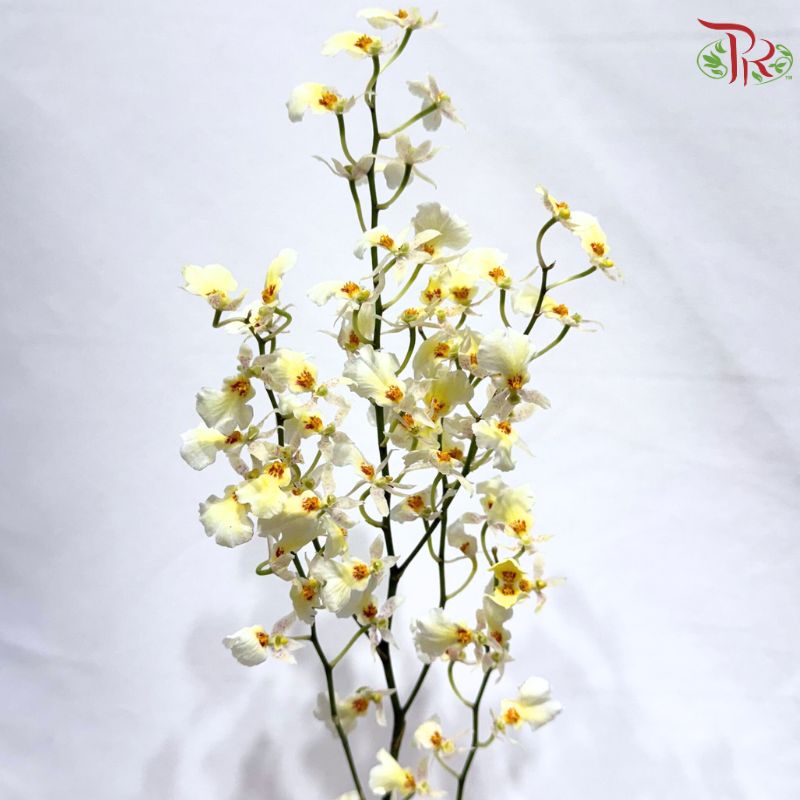 Orchid Oncidium Dancing Lady