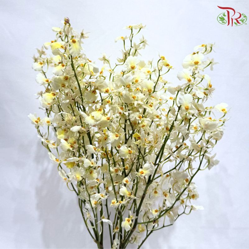 Orchid Oncidium Dancing Lady