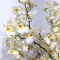 Orchid Oncidium Dancing Lady