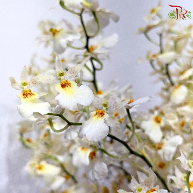 Orchid Oncidium Dancing Lady