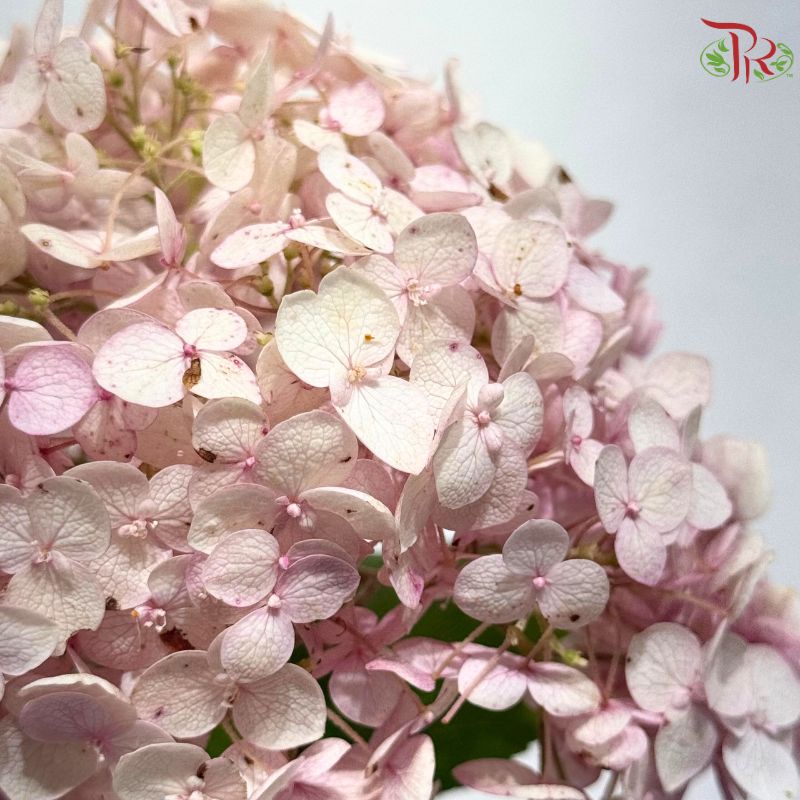 Hydrangea  Pink  Stem **OFFER**《绣球花》