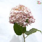 Hydrangea  Pink  Stem **OFFER**《绣球花》