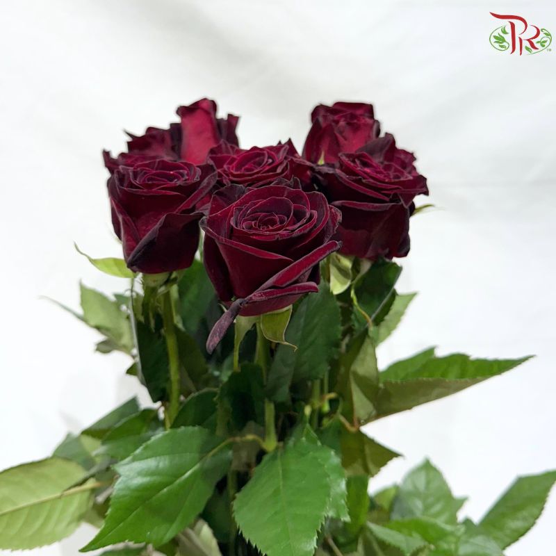 Rose 《玫瑰》(No Net)