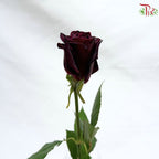 Rose 《玫瑰》(No Net)