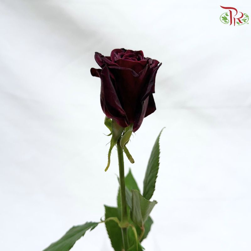 Rose 《玫瑰》(No Net)