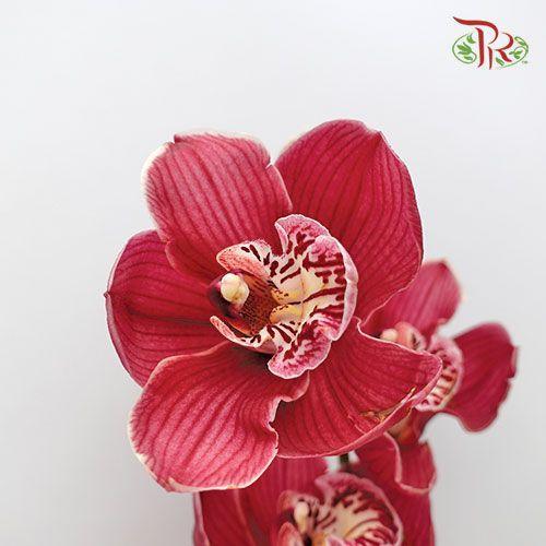 Cymbidium - Dark Pink - Pudu Ria Florist
