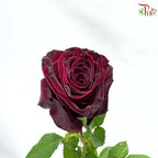 Rose 《玫瑰》(No Net)