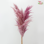 Dry Wild Pampas Grass