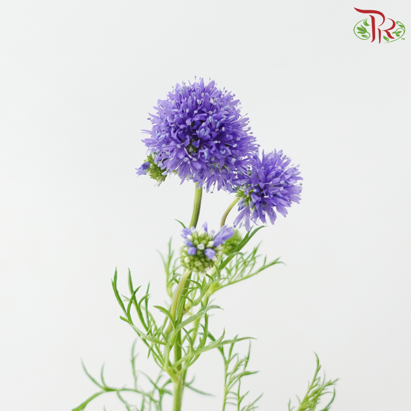 Gilia