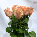Rose 《玫瑰》(No Net)