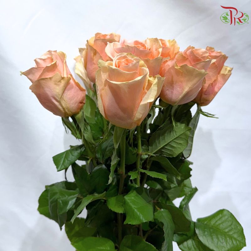 Rose 《玫瑰》(No Net)