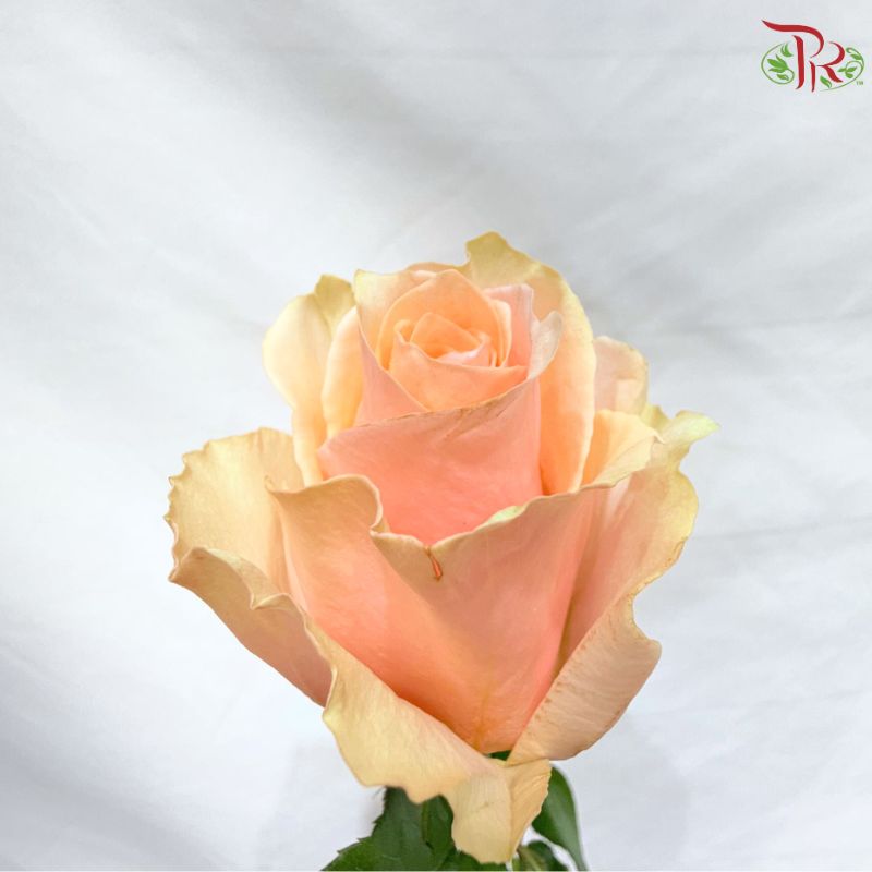 Rose 《玫瑰》(No Net)