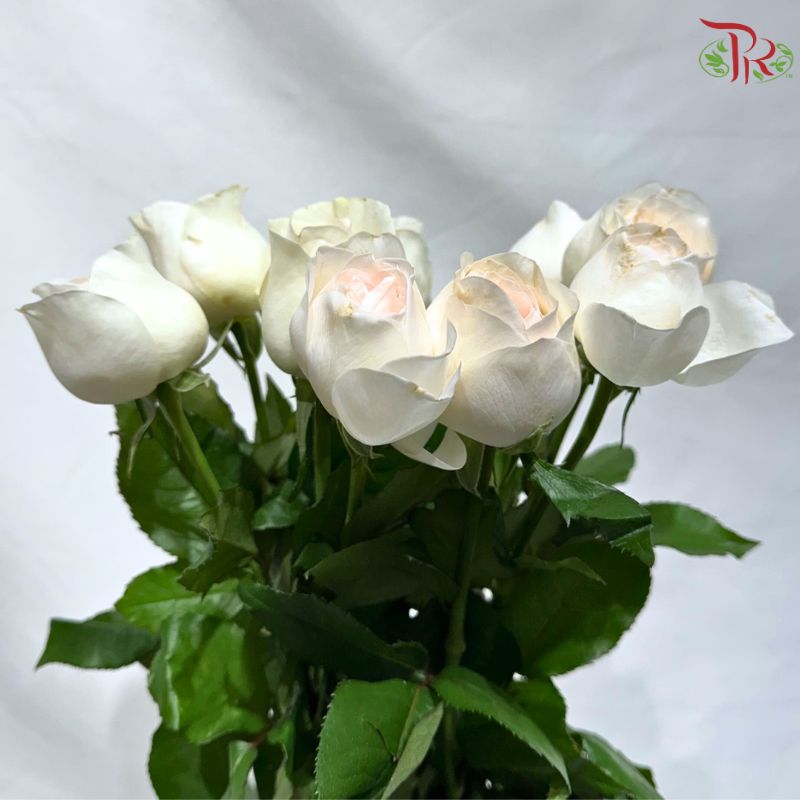 Rose 《玫瑰》(No Net)