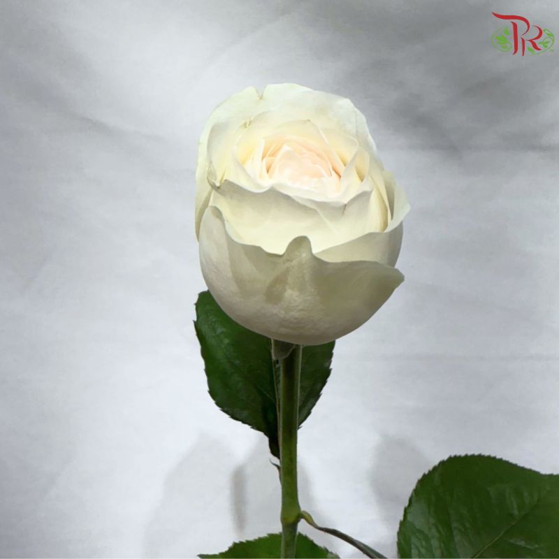 Rose 《玫瑰》(No Net)