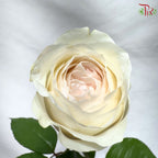 Rose 《玫瑰》(No Net)