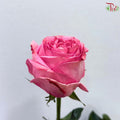 Ceres Garden Rose