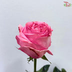 Ceres Garden Rose