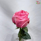 Ceres Garden Rose