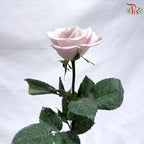 Rose AA