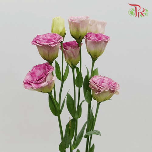 Eustoma - Antique Pink (10 Stems) - Pudu Ria Florist