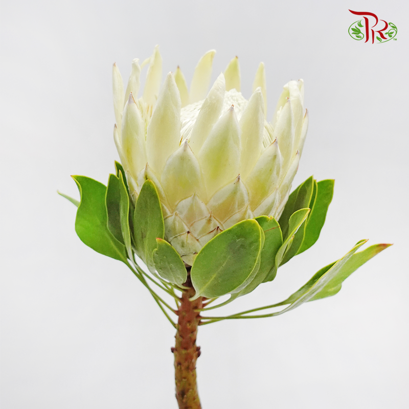 Protea Cynaroide - White (Per Stem) - Pudu Ria Florist