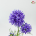 Gilia