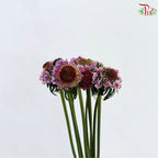 Scabiosa