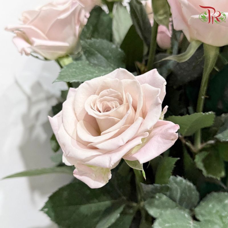 Rose AA