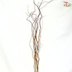 Salix Babylonica (Red Dragon)