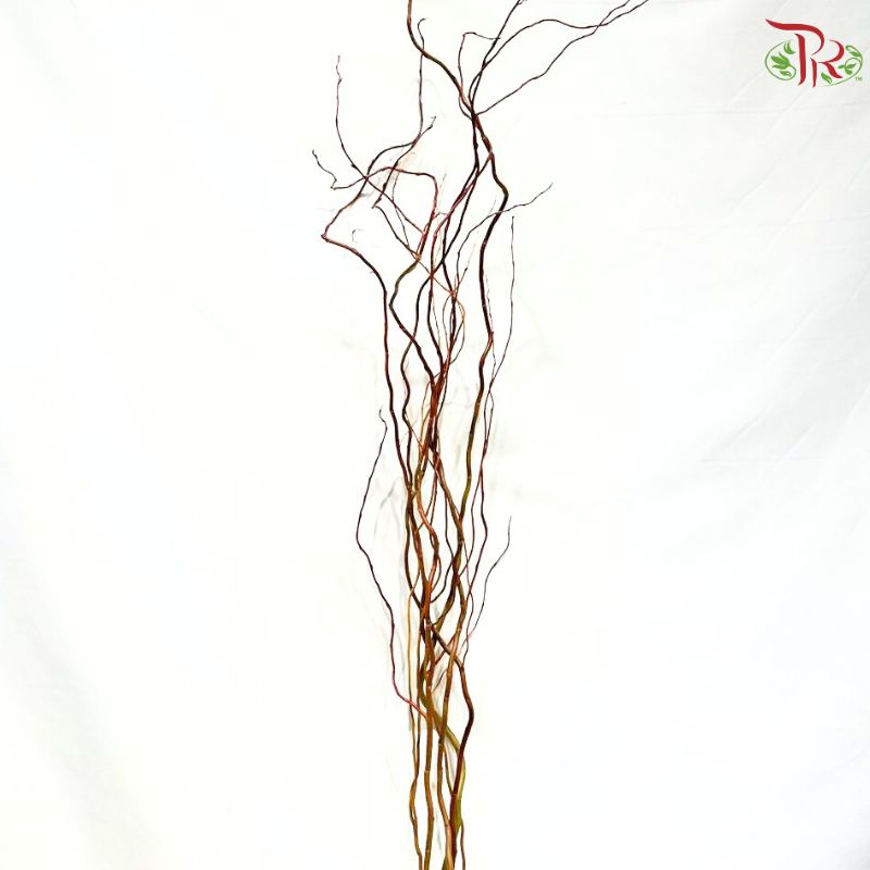 Salix Babylonica (Red Dragon)