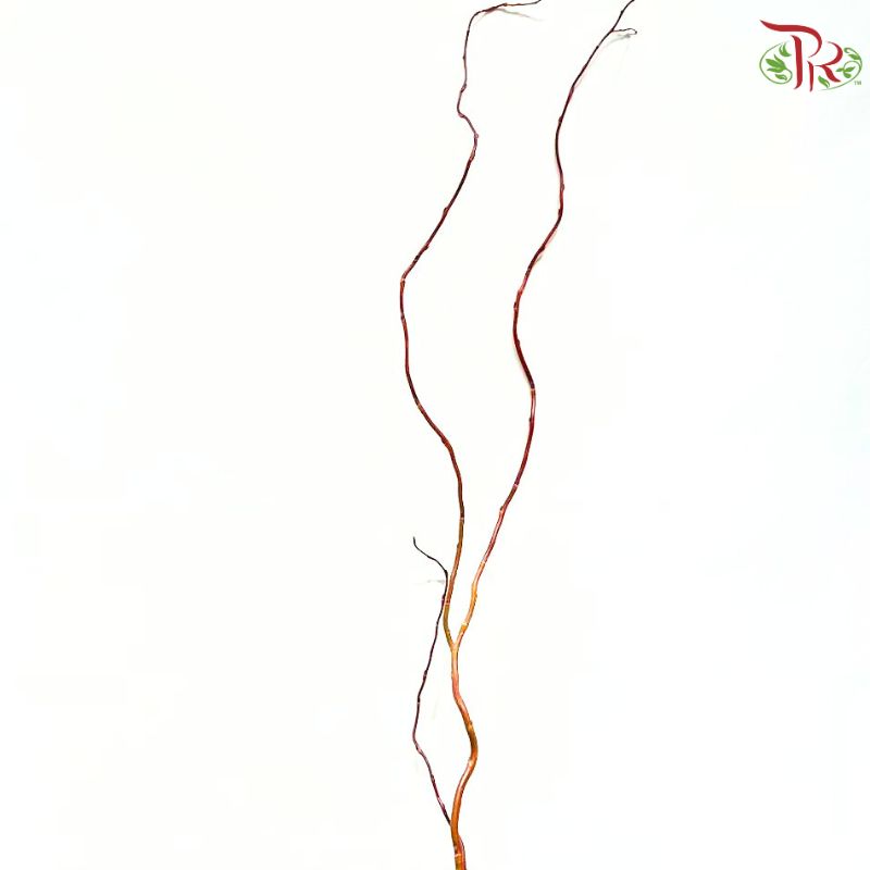 Salix Babylonica (Red Dragon)